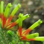 Erica viridescens - one of  the four plants groups that constitute ''fynbos''