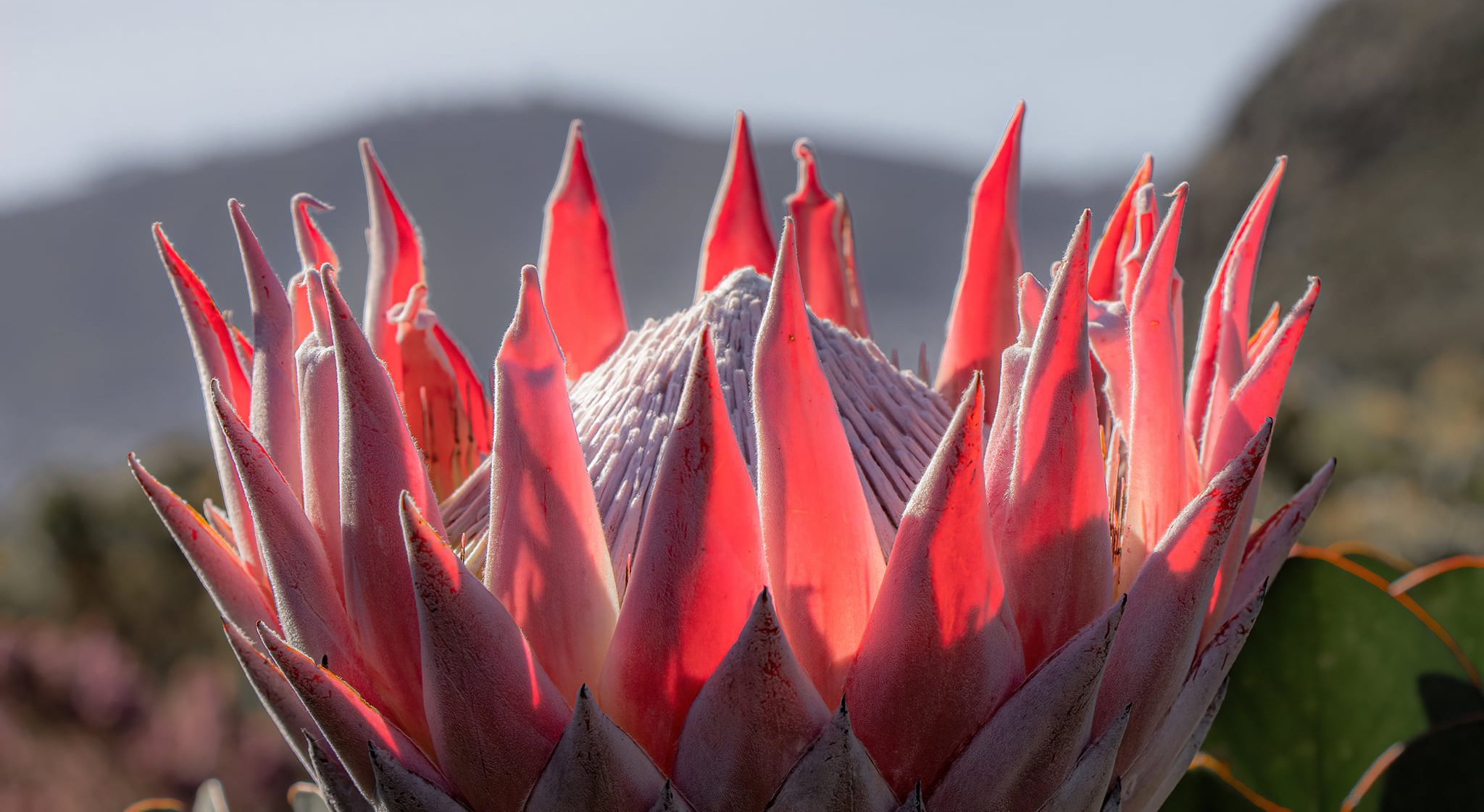 Protea cynaroides courtesy Andrew Baxter