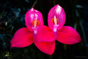 Red disa, Pride of Table Mountain