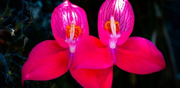 Red disa, Pride of Table Mountain