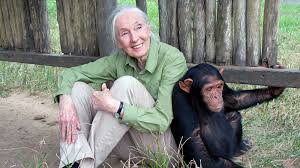 Jane Goodall_images