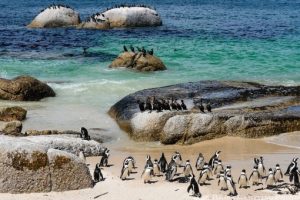 Boulders Beach near Cape Town in South Africa has a colony of African Penguins which settled there in 1982
